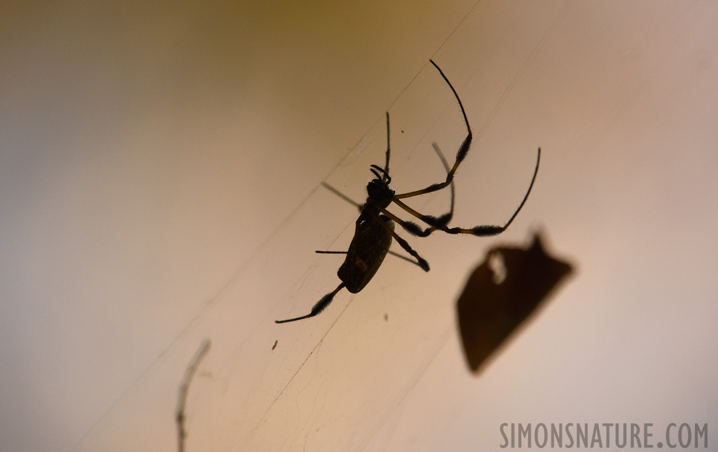 Trichonephila clavipes fasciculata [400 mm, 1/2500 Sek. bei f / 7.1, ISO 2500]